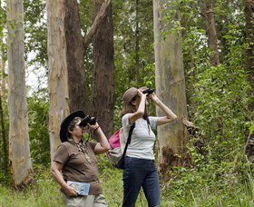 Chichester State Forest - Accommodation Noosa 0