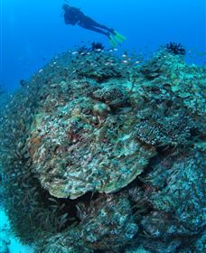 Maori Wrasse Bommie Dive Site - Accommodation Noosa 2