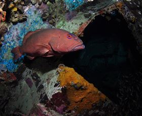 Severance Shipwreck Dive Site - Accommodation Noosa 1