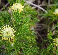 Illawarra lookout walking track - Accommodation Noosa