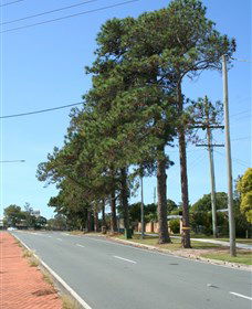 Anzac Memorial Avenue, Redcliffe - Accommodation Noosa 1