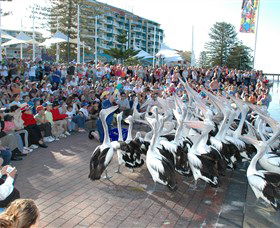 Pelican Feeding - Accommodation Noosa 0
