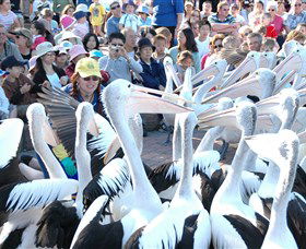 Pelican Feeding - Accommodation Noosa 1