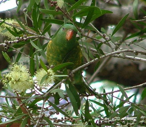Cooloola Nature - Accommodation Noosa 8