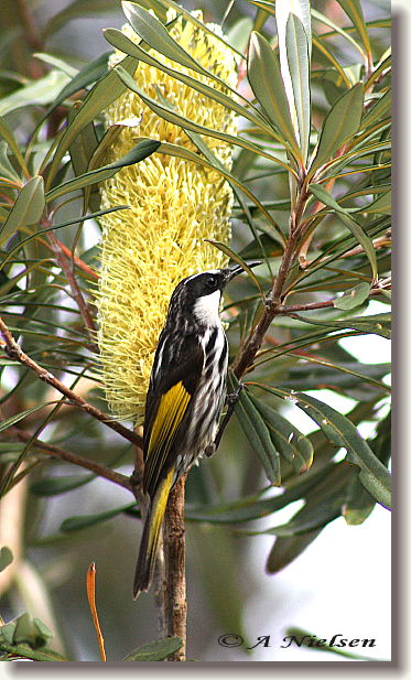 Cooloola Nature - Accommodation Noosa 11