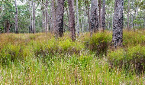 Narrawallee Inlet Walking Track - Accommodation Noosa 0