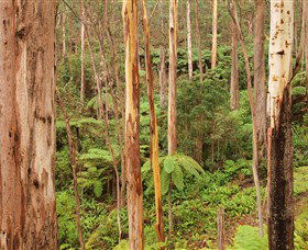 Cycle Mogo State Forest - Accommodation Noosa 1
