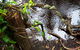 Mogo Bushwalk - thumb 0