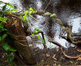 Mogo Bushwalk - Accommodation Noosa 0