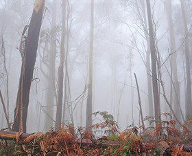 Mogo Bushwalk - Accommodation Noosa 1