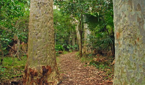 Depot Beach Rainforest Walk - Accommodation Noosa 0