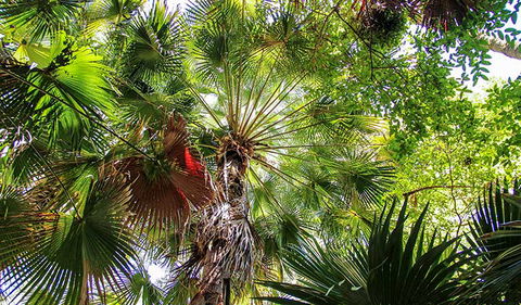 Depot Beach Rainforest Walk - Accommodation Noosa 2