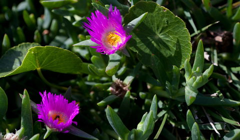 Murramarang Aboriginal Area - Accommodation Noosa 3