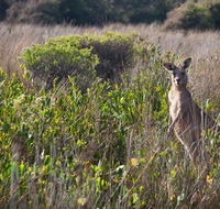 Murramarang Aboriginal Area walking track - Accommodation Noosa