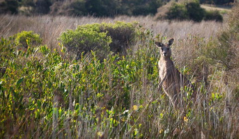 Murramarang Aboriginal Area Walking Track - Accommodation Noosa 0