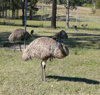 Glen Ian Ostrich and Emu Farm - Accommodation Noosa