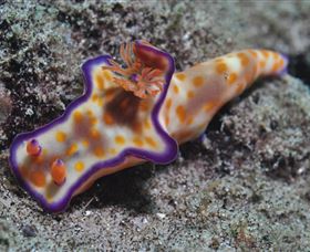 Curtain Artificial Reef Dive Site - Accommodation Noosa 0
