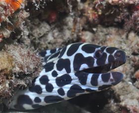 Curtain Artificial Reef Dive Site - Accommodation Noosa 2