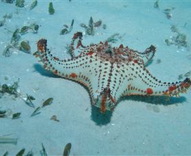 The Pines Dive Site - Accommodation Noosa 0