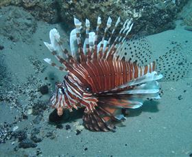 The Pines Dive Site - Accommodation Noosa 1