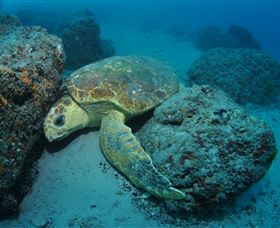 The Pines Dive Site - Accommodation Noosa 3