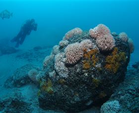 The Pines Dive Site - Accommodation Noosa 2