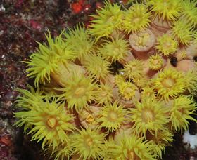 Gotham City Dive Site - Accommodation Noosa 2