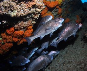 Gotham City Dive Site - Accommodation Noosa 3
