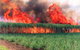 Reeves Family Sugar Cane Farm - thumb 0