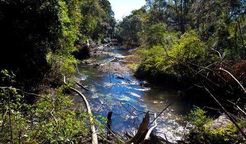 Coramba Nature Reserve - Accommodation Noosa 1