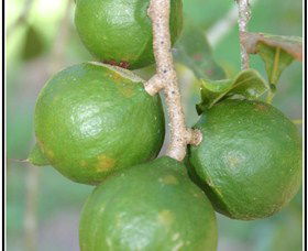 Lorne Valley Macadamia Farm - Accommodation Noosa 2