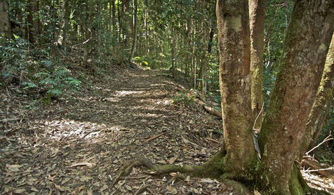 Whian Whian State Conservation Area - Accommodation Noosa 2