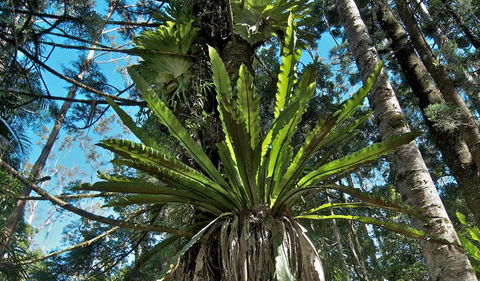 Whian Whian State Conservation Area - Accommodation Noosa 0