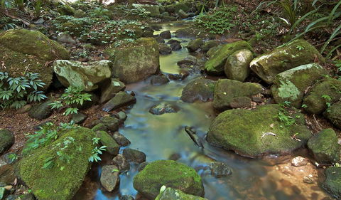 Whian Whian State Conservation Area - Accommodation Noosa 3