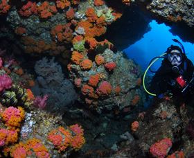 Cherubs Cave Dive Site - Accommodation Noosa 2