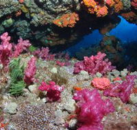 Cherubs Cave Dive Site - Accommodation Noosa