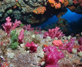 Cherubs Cave Dive Site - Accommodation Noosa 0