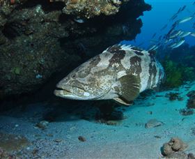 Cherubs Cave Dive Site - Accommodation Noosa 1