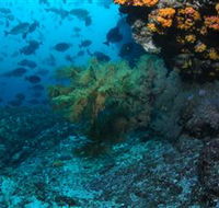 Henderson Rock Dive Site - Accommodation Noosa
