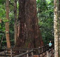 Bird Tree and Benaroon - Accommodation Noosa