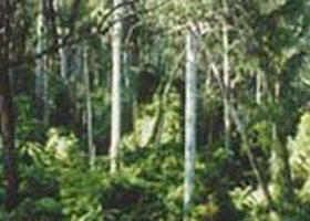 Lind National Park - Accommodation Noosa 0