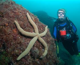 Cook Island Dive Site - Accommodation Noosa 0
