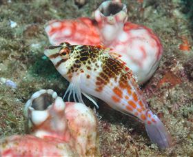 Cook Island Dive Site - Accommodation Noosa 3