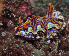 Cook Island Dive Site - Accommodation Noosa 1