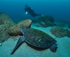 Cook Island Dive Site - Accommodation Noosa 2