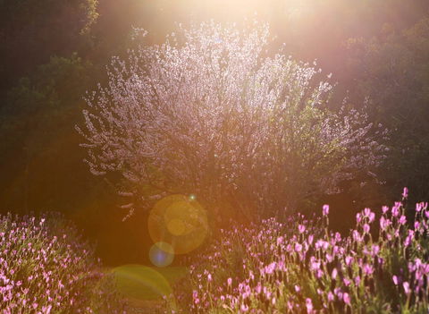 Jasmin Organics Skincare Farm And Factory - Accommodation Noosa 1