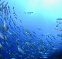 Cape Byron Marine Park - Accommodation Noosa