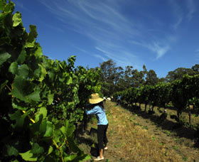 Cullen Wines - Accommodation Noosa 1