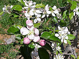 Avro Park Orchards - Accommodation Noosa 0