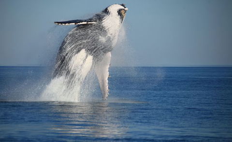 Absolute Ocean Charters - Accommodation Noosa 10